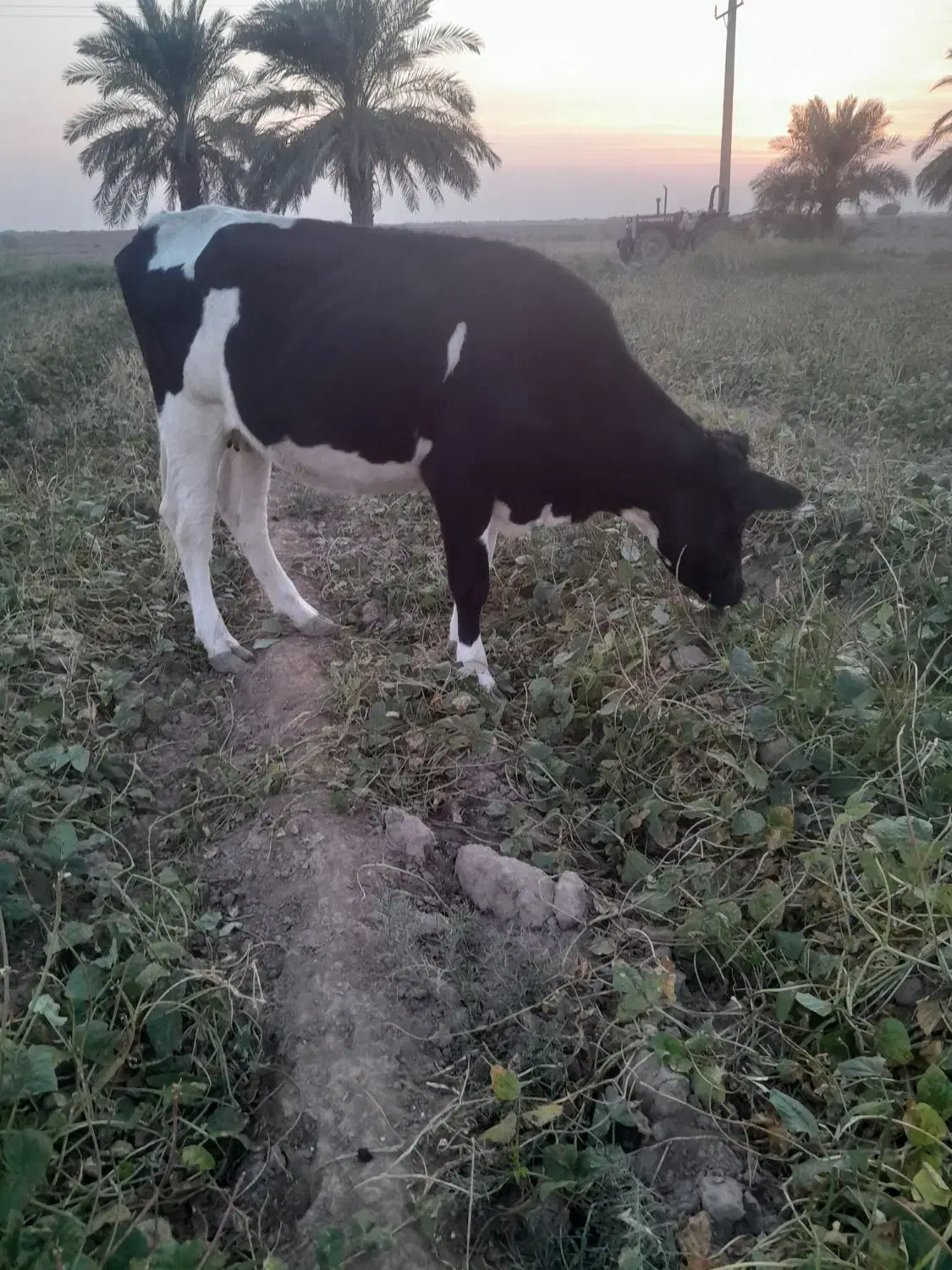 گاو المانی گوسفند گاومیش بز|حیوانات مزرعه|کرخه, |دیوار