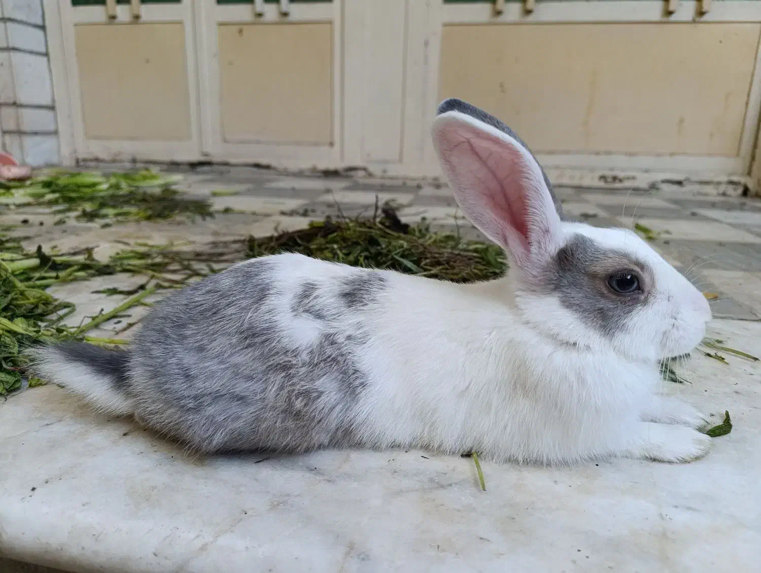 خرگوش های استثنایی و زیبا|موش و خرگوش|اهواز, کیانپارس |دیوار