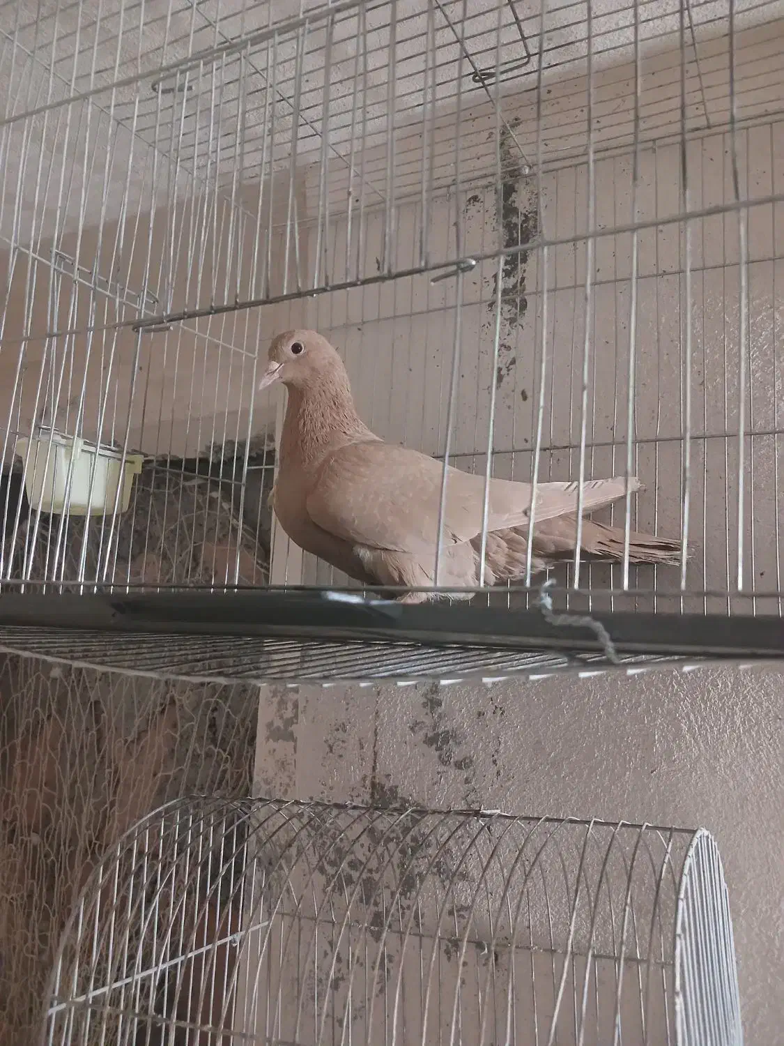 سه عدد ماده|پرنده|کرمان, |دیوار