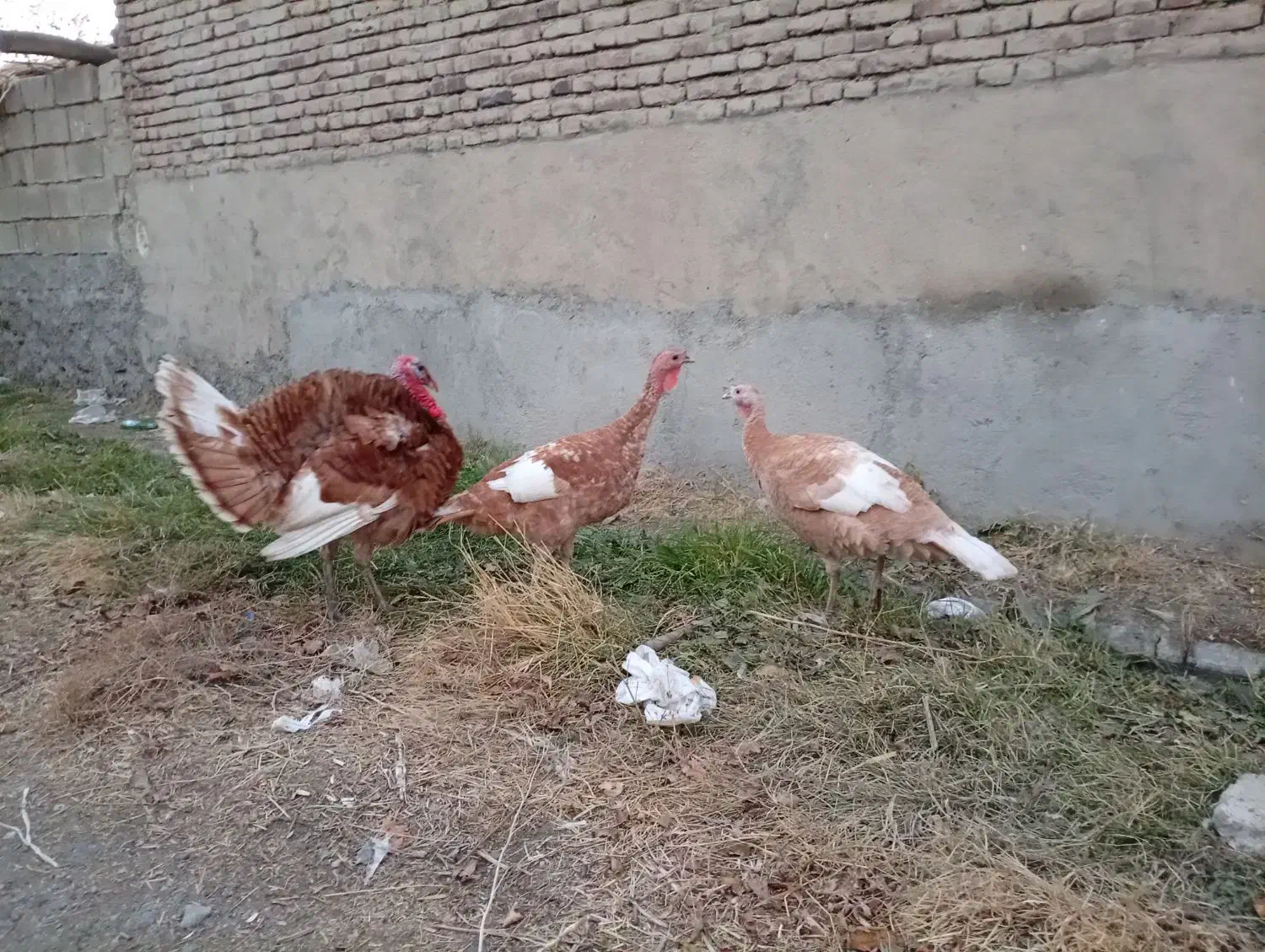 ۳تا بوقلمون  خوشگل اماده تخم گذاری|حیوانات مزرعه|محمدبار, |دیوار