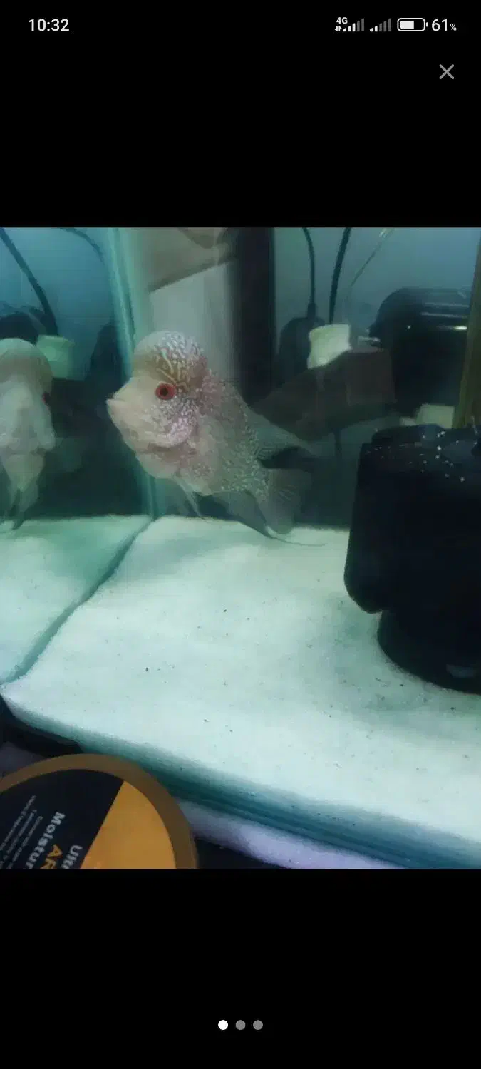 فلاور نر|ماهی|تبریز, |دیوار