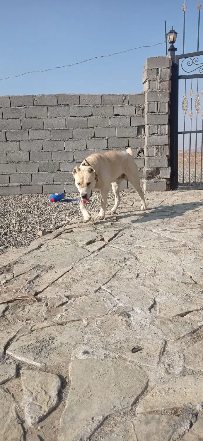 سگ گله|سگ|مه ولات, |دیوار