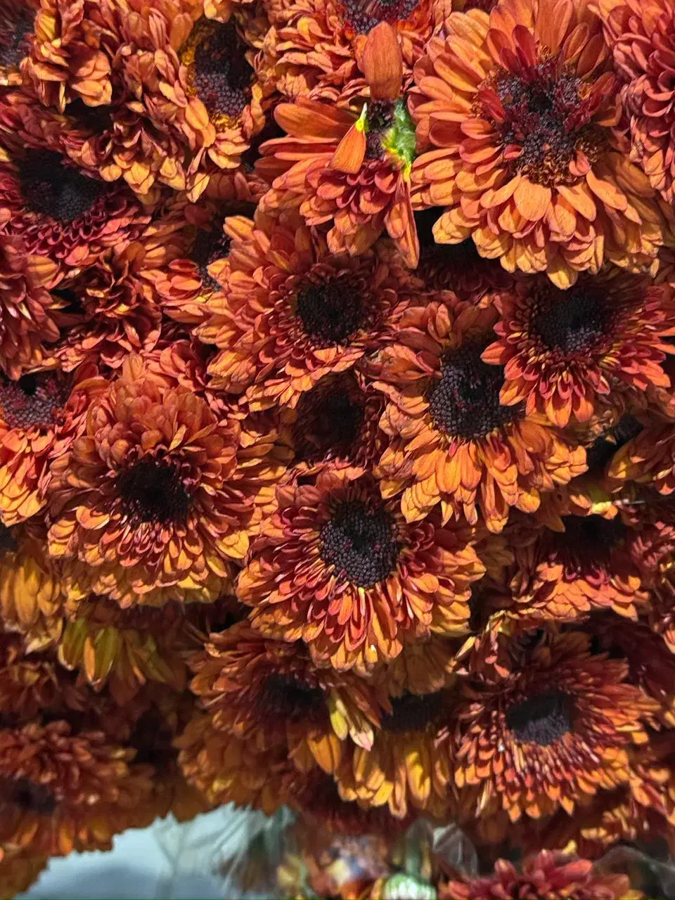 پخش عمده داوودی.رزایرانی وهلندی،قلم فوروگلایل|گل و گیاه طبیعی|شیراز, شیخ علی چوپان|دیوار