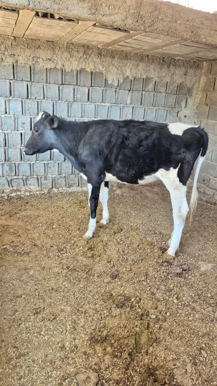 گوساله ماده|حیوانات مزرعه|سرفاریاب, |دیوار