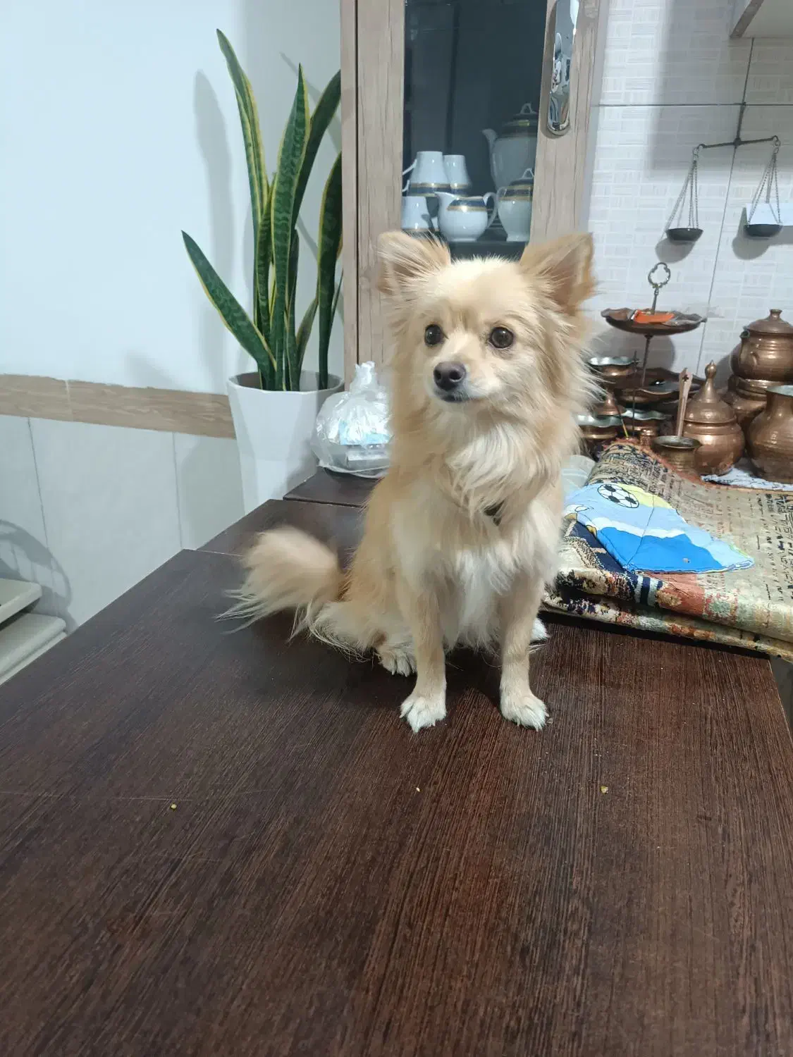 سگ پامر|سگ|پاکدشت, پاکدشت (مامازند)|دیوار