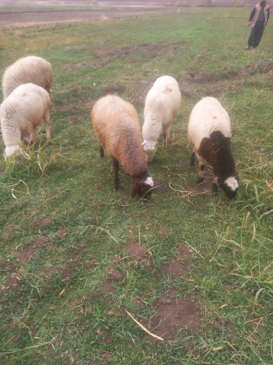 ۵عدد بره نر|حیوانات مزرعه|بیلوار, |دیوار