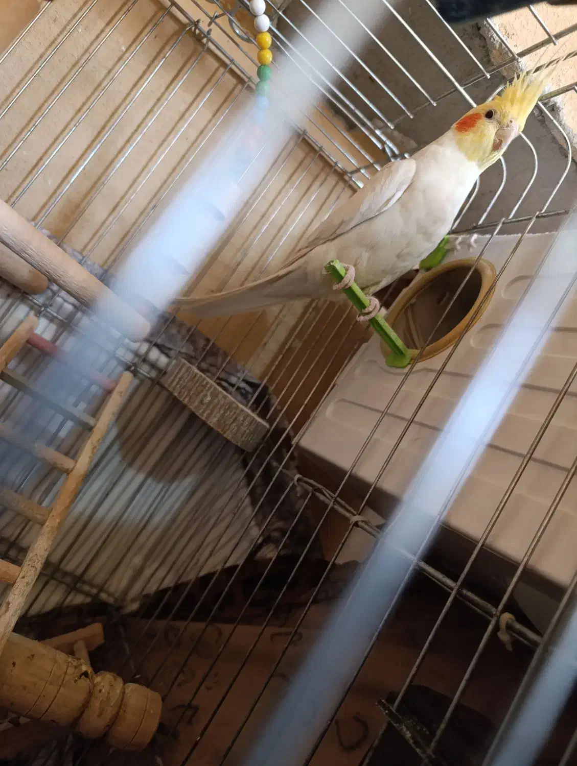 عروس هلندی لوتینو|پرنده|پاکدشت, شهرک امام رضا|دیوار