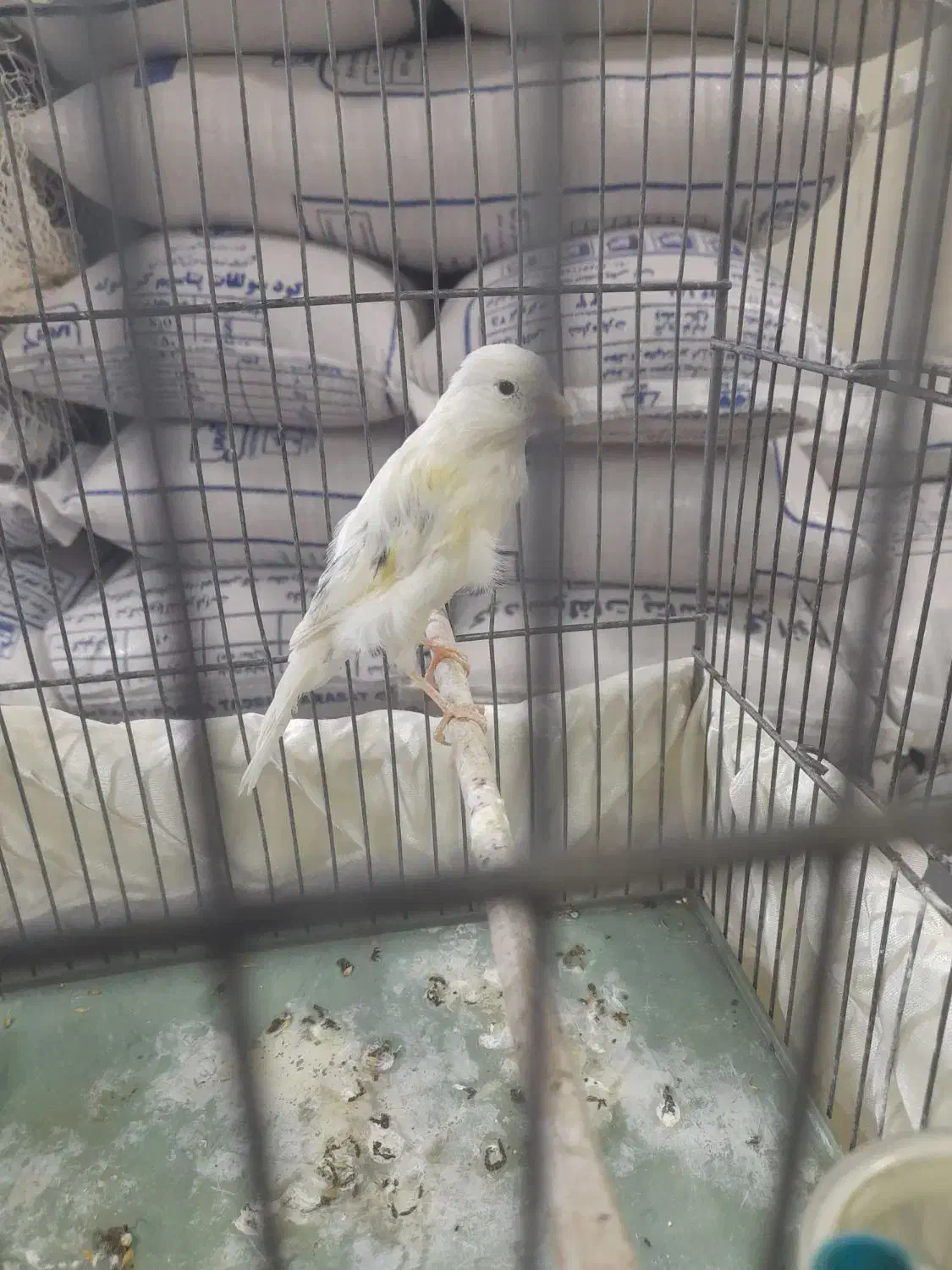 قناری نر بخون بلند|پرنده|اسلام‌شهر, مظفریه|دیوار