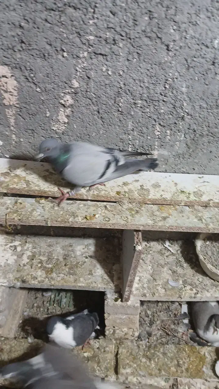 ۸عدد کبوتر پرشی|پرنده|گلبهار, نوبهار|دیوار