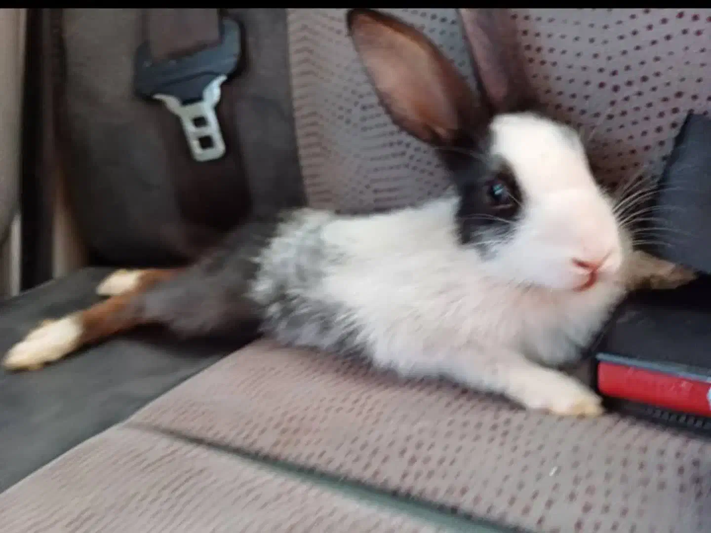 فروش خرگوش|موش و خرگوش|رامهرمز, |دیوار