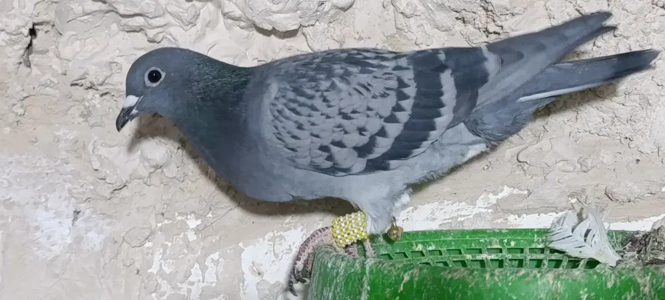 سه تا ماده سبز جوجه سار|پرنده|تربتحیدریه, پارک کاشانی|دیوار