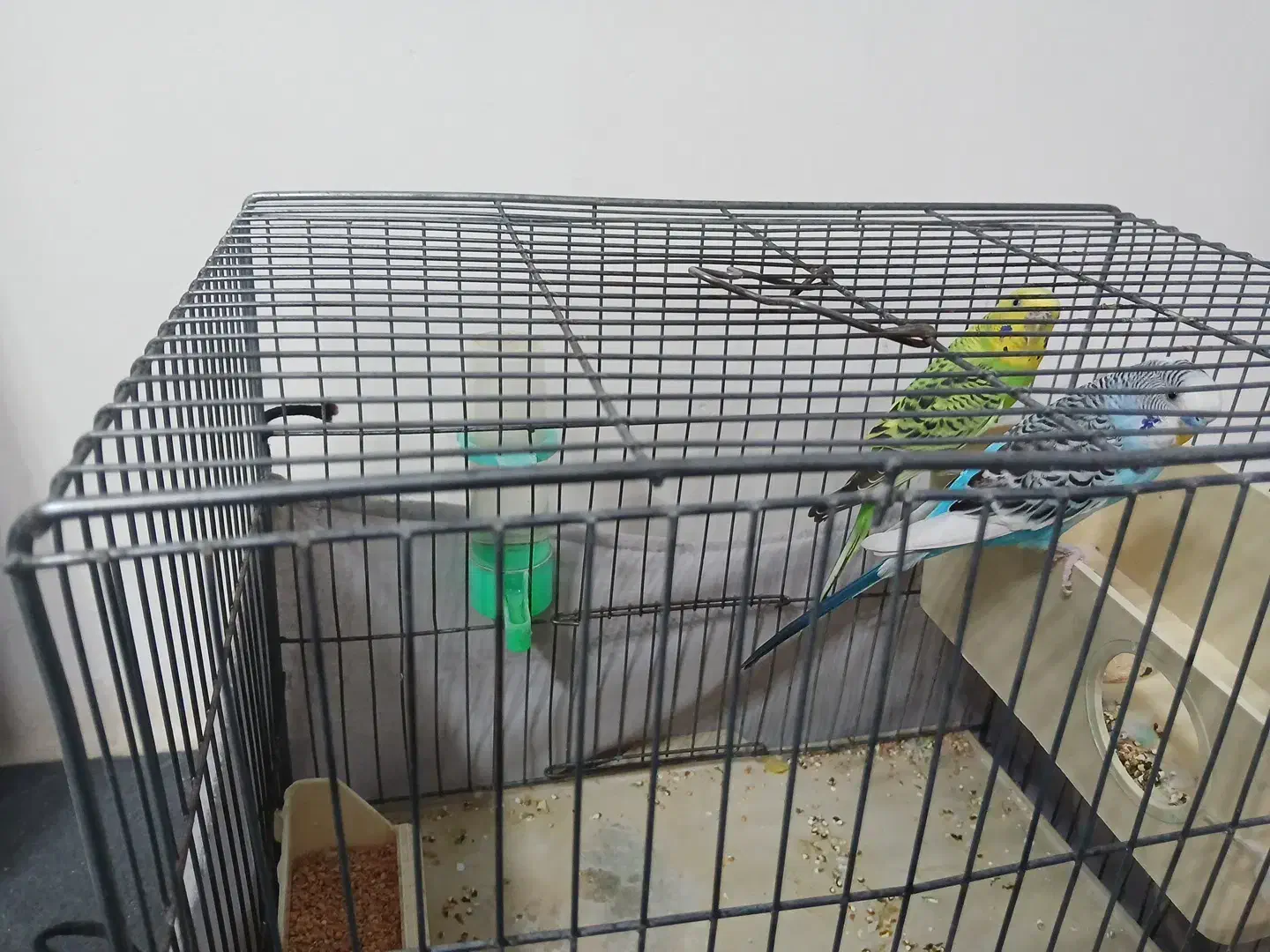 مرغ عشق|پرنده|ری, علایین|دیوار