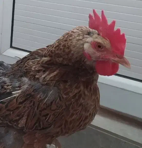 جوجه‌مرغ، مرغ و خروس محلی|حیوانات مزرعه|قم, چهل درخت‎|دیوار