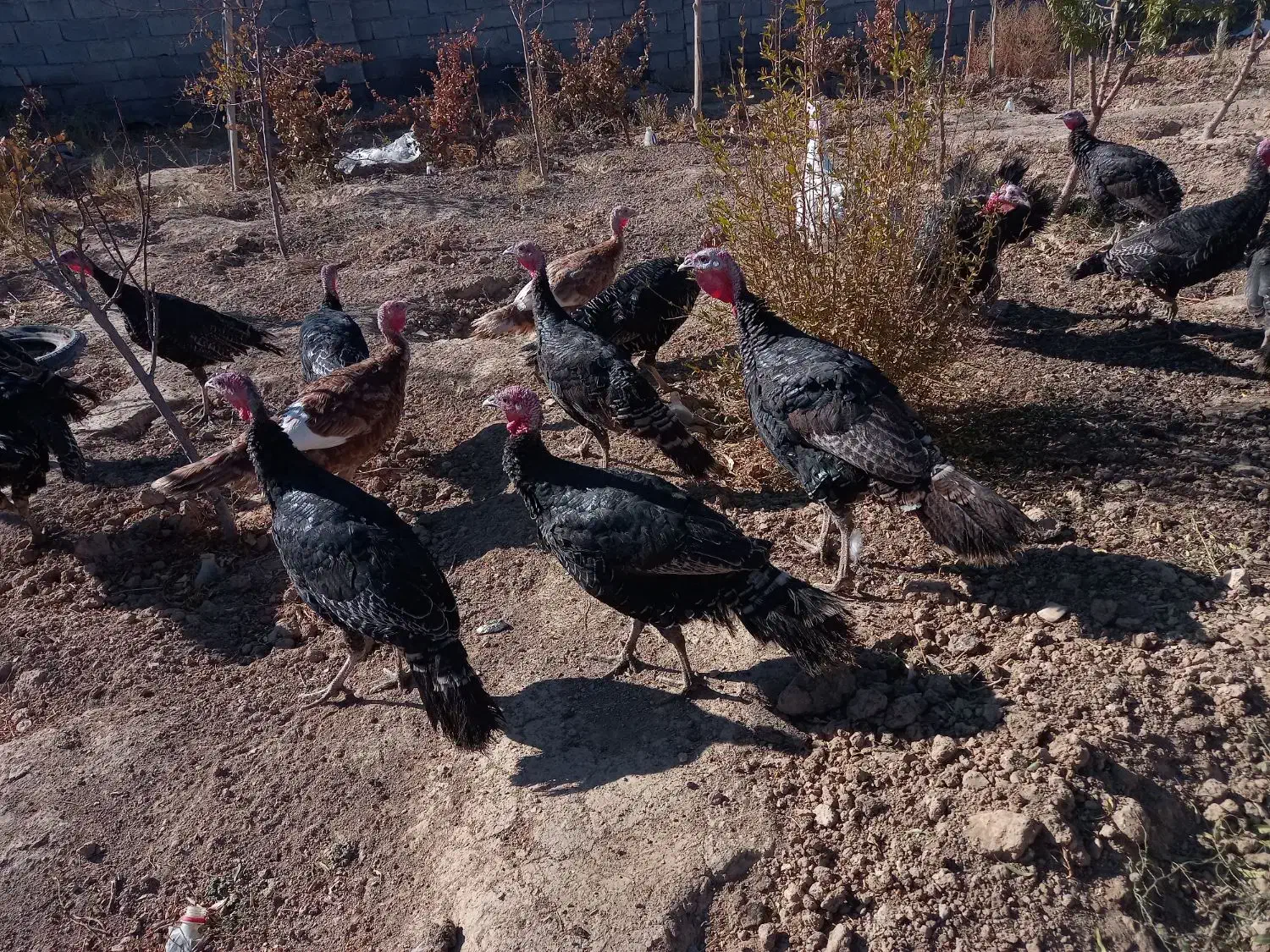 ۱۰عدد بوقلمون نروماده ۴۰عدد مرغ گلپایگانی ۸ماهه|حیوانات مزرعه|فرمهین, |دیوار