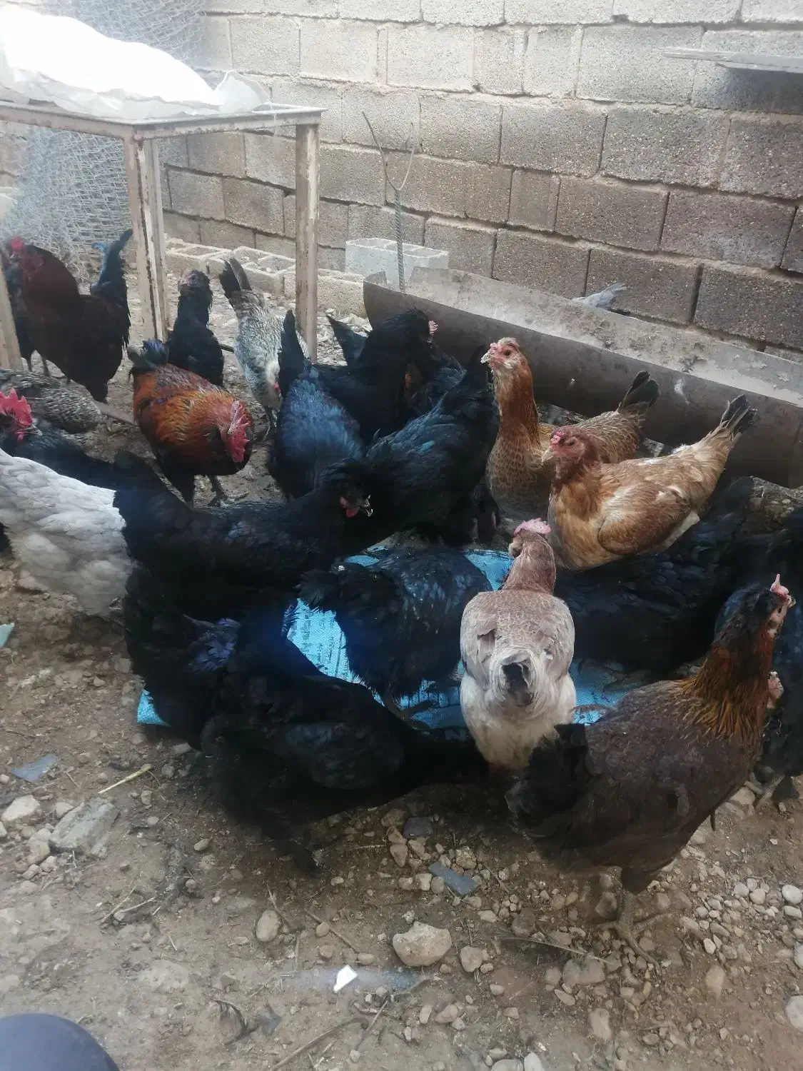 فروش غاز بوقلمون،اردک،تخم نطفه دار اردک و مرغ محلی|حیوانات مزرعه|شیراز, کفترک|دیوار