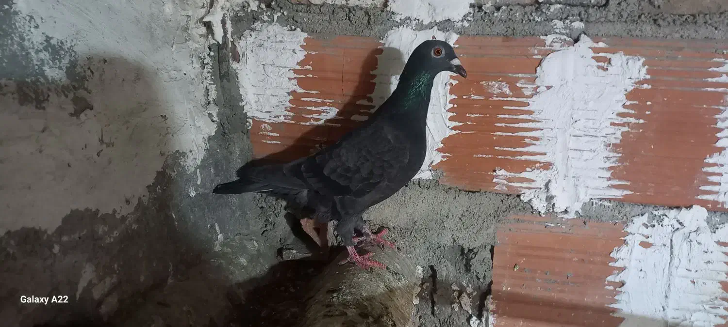 کبوتر|پرنده|گرگان, |دیوار