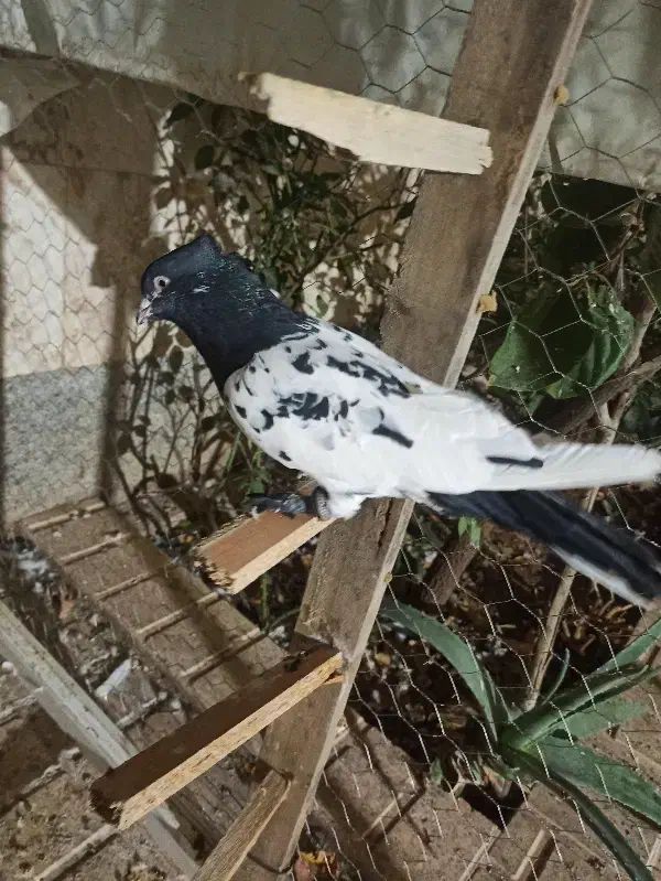 فروش کبوتر و جفتگاه سه طبقه|لوازم جانبی حیوانات|فسا, |دیوار