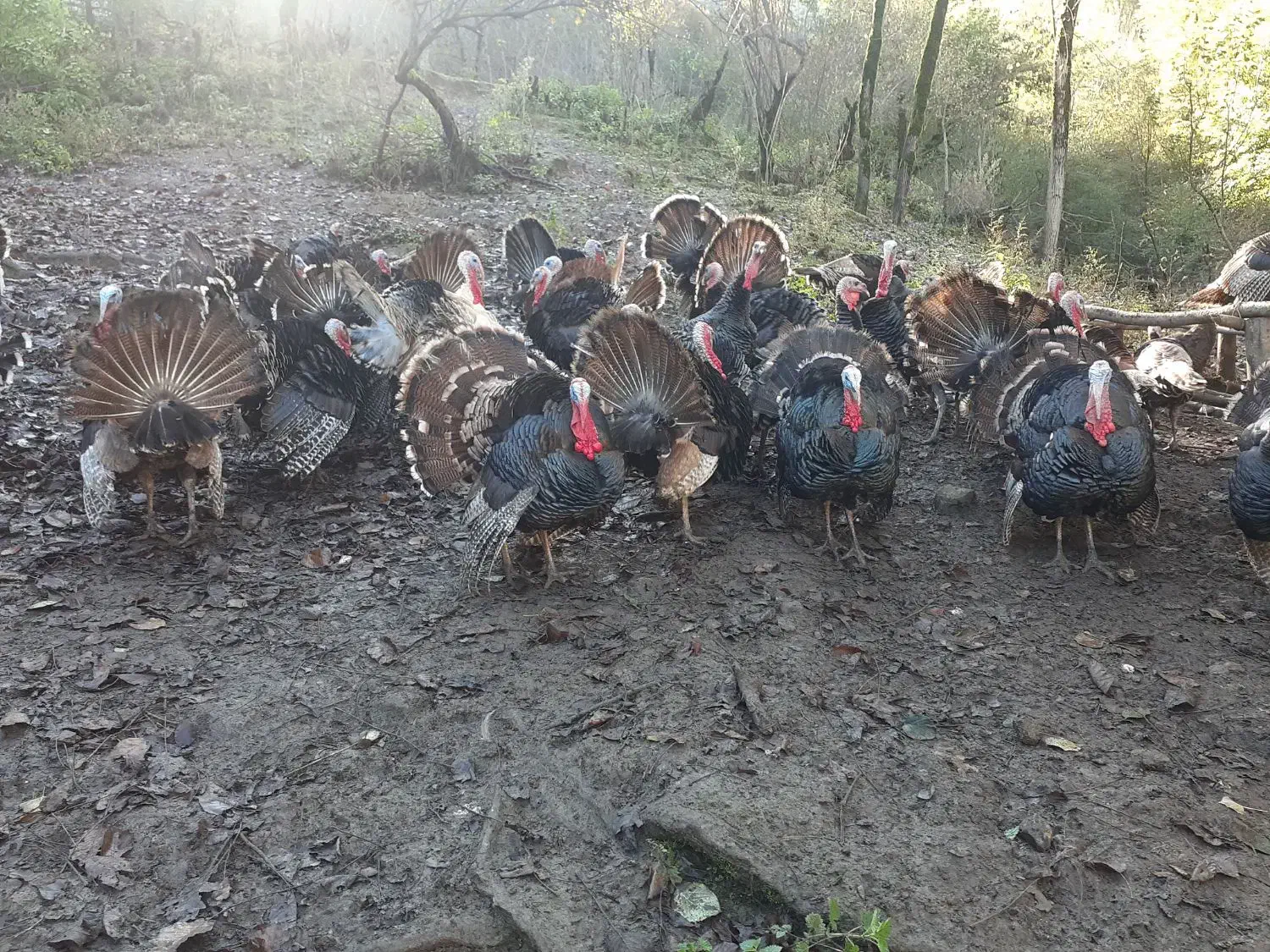 بوقلمون ارگانیک|حیوانات مزرعه|آستارا, |دیوار