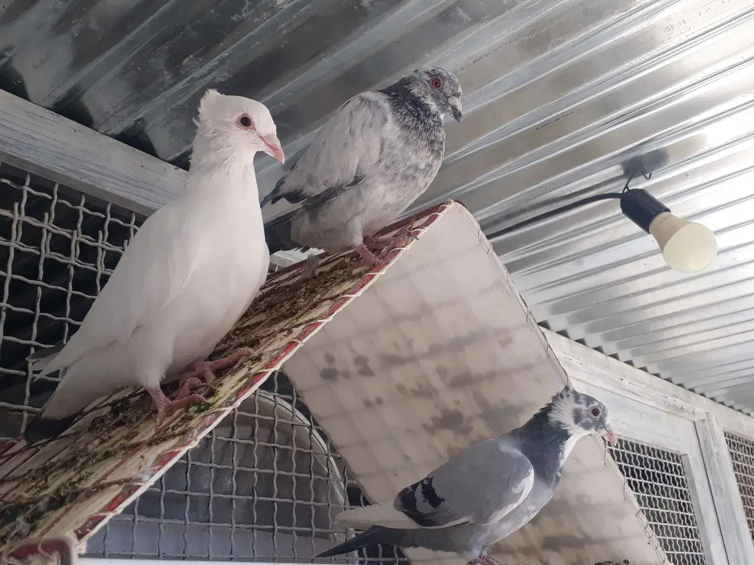 کفتر|پرنده|مهریز, |دیوار