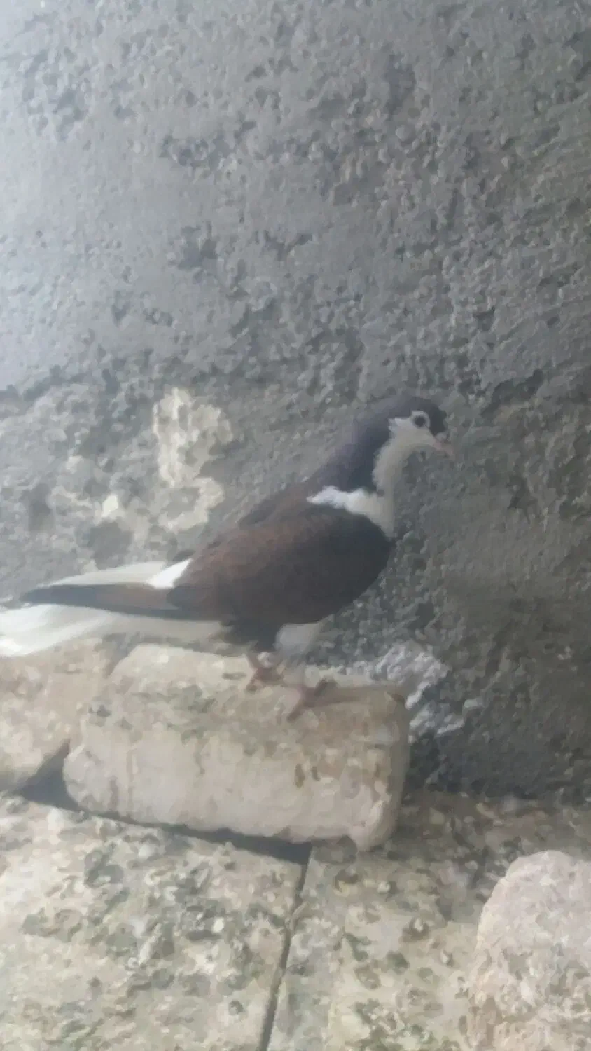 کبوتر|پرنده|زهک, |دیوار