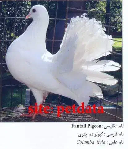 کبوتر|پرنده|دزفول, |دیوار