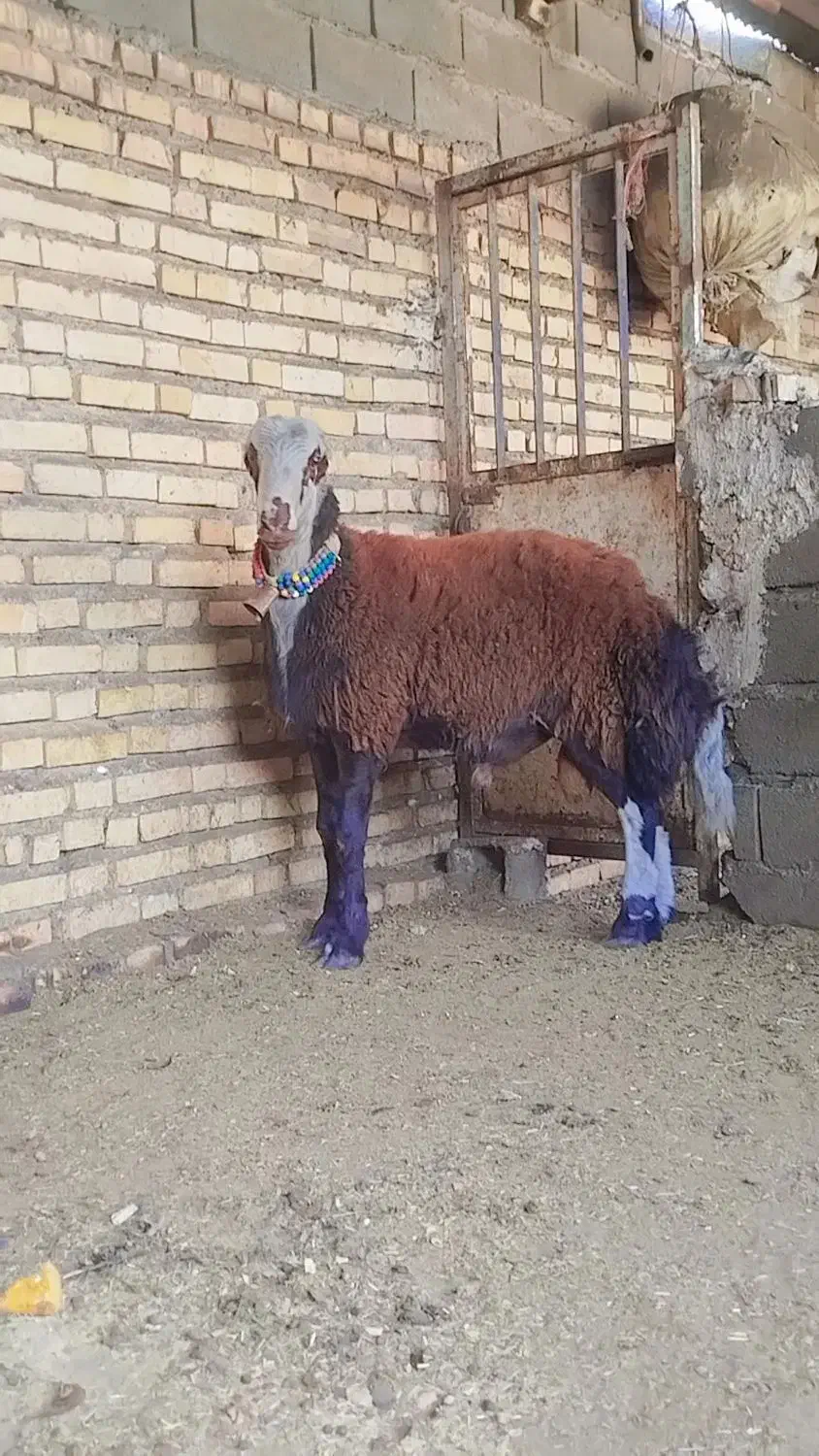 بره قوچی بی گوش|حیوانات مزرعه|نصر آباد, |دیوار
