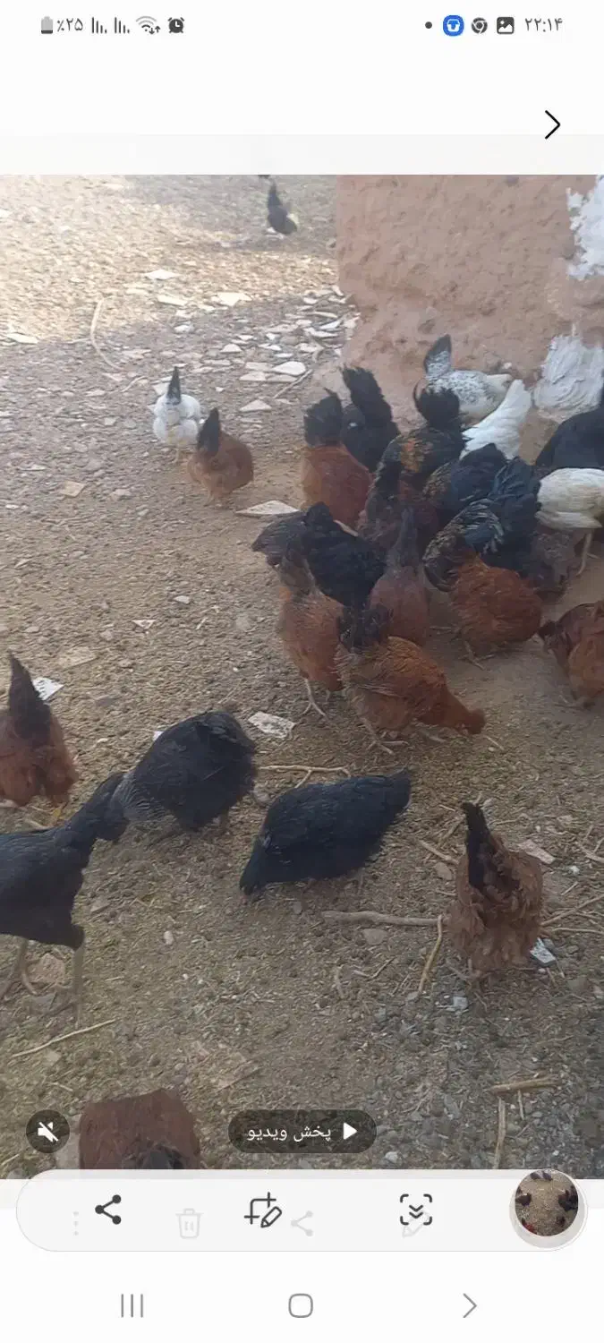 فروش مرغ و خروس|حیوانات مزرعه|سلامی, |دیوار