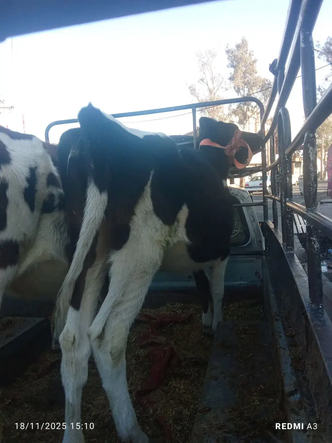 ۱۳000000|حیوانات مزرعه|بم, |دیوار