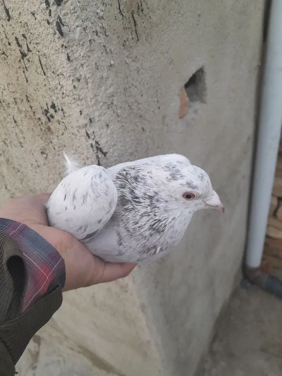 کبوتر|پرنده|اسدآباد, |دیوار