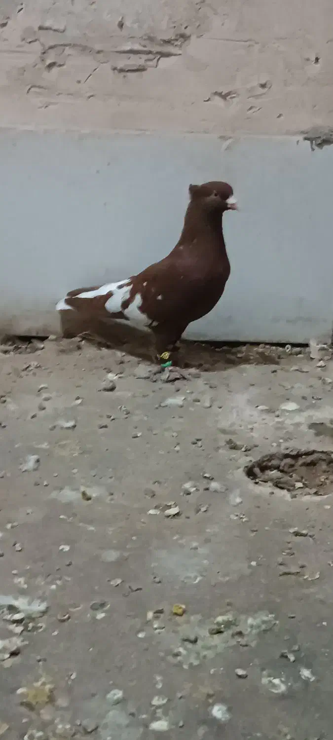 کفتر|پرنده|نصر آباد, |دیوار