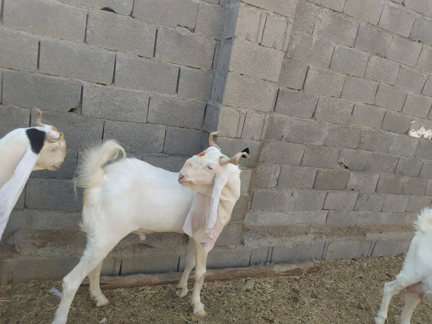 پازن گلابی درجه یک|حیوانات مزرعه|بندر دیر, |دیوار