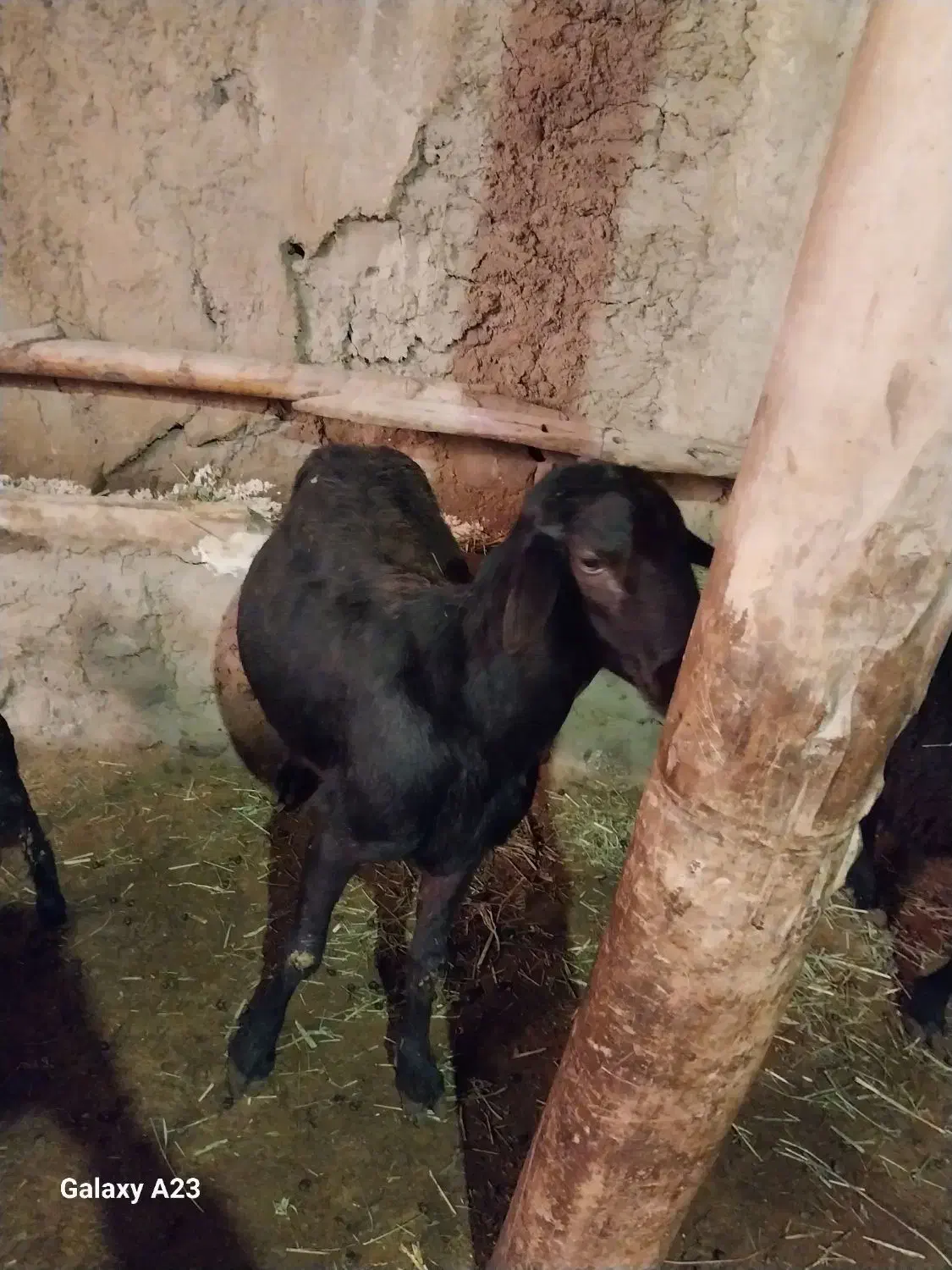 قوچ|حیوانات مزرعه|ماهنشان, |دیوار