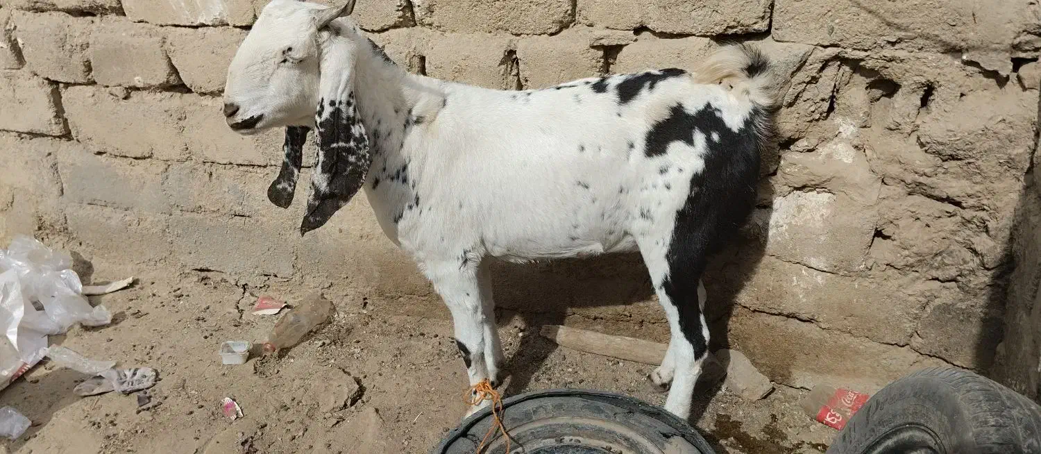 بزاصل پاکستانی|حیوانات مزرعه|زاهدان, |دیوار