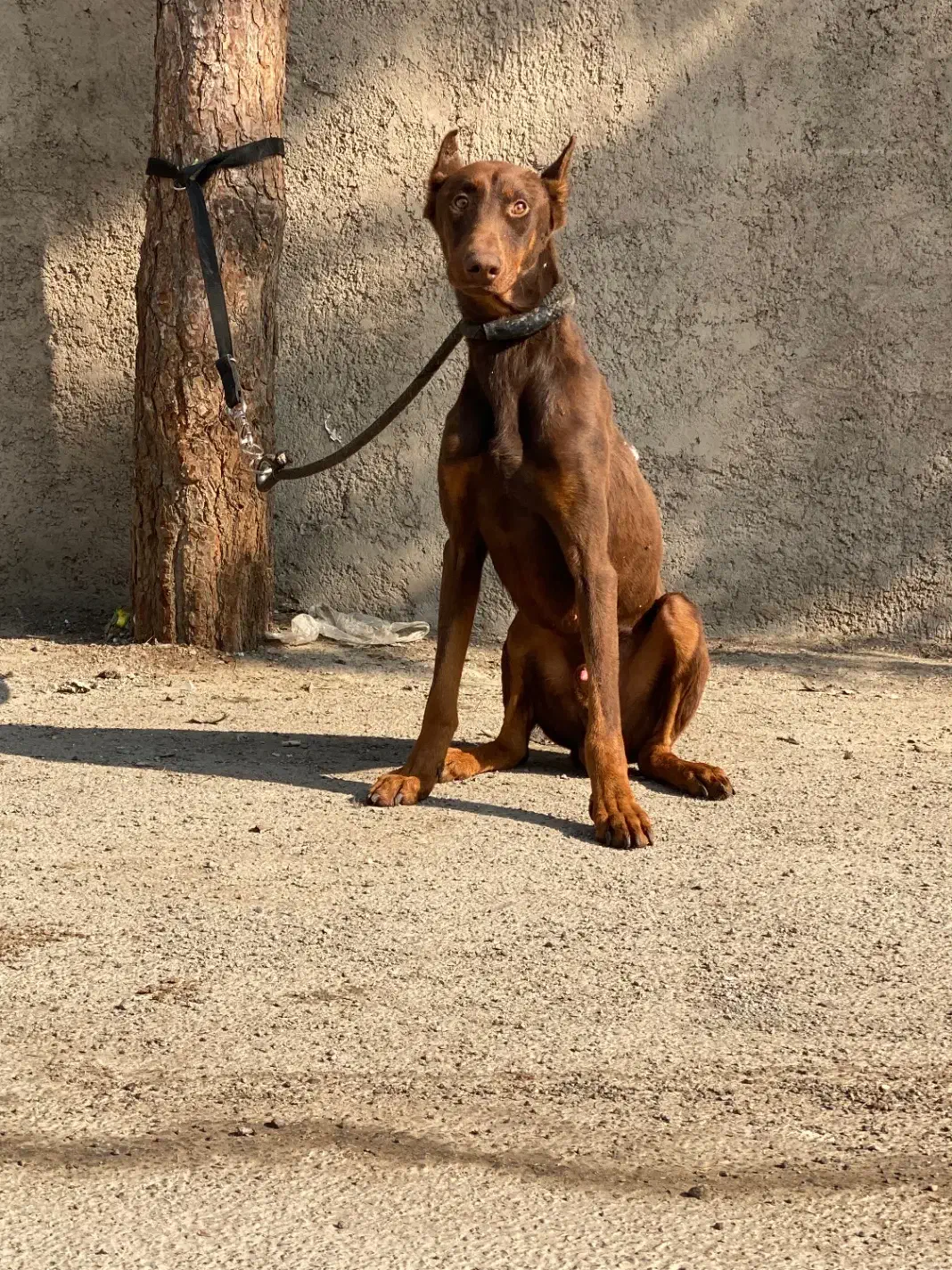 سگ دوبرمن تیپ اروپایی|سگ|شهریار, رامین|دیوار