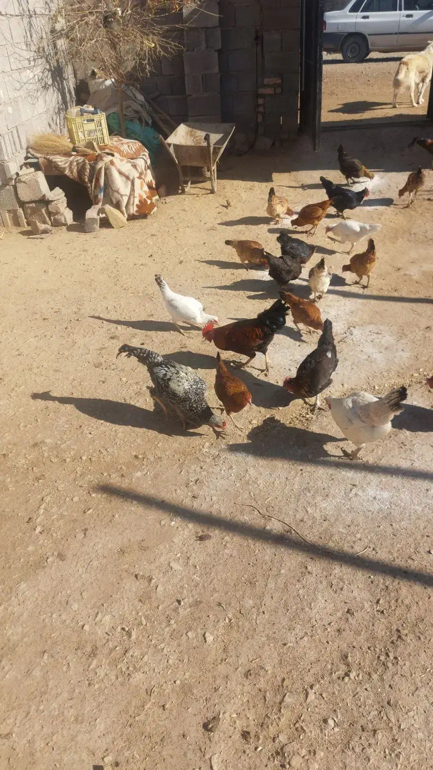 خروس کردی|حیوانات مزرعه|روانسر, |دیوار