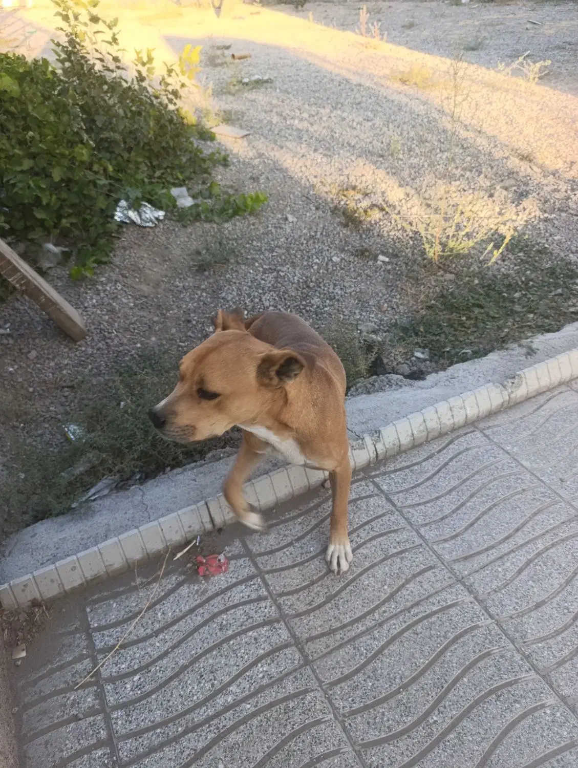 واگذاری سگ بیت بول|سگ|خسروشاه, |دیوار