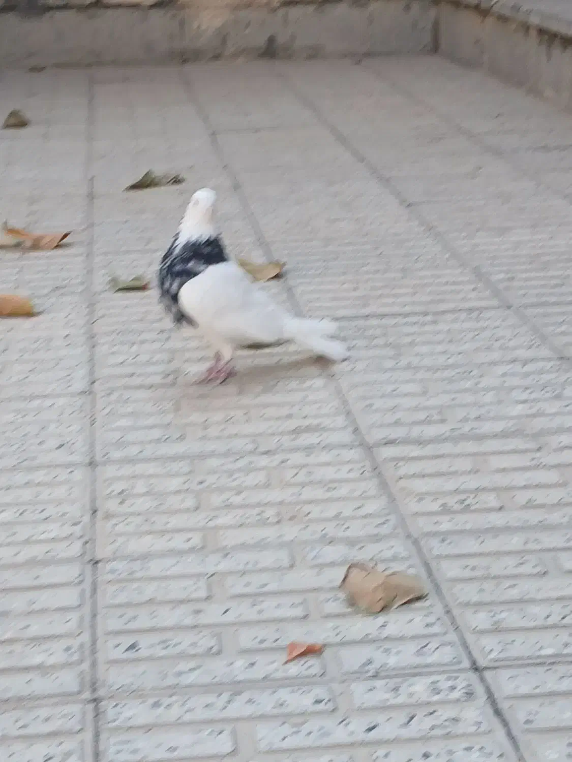 یک جفت طوقی درمبارکه.|پرنده|مبارکه, |دیوار