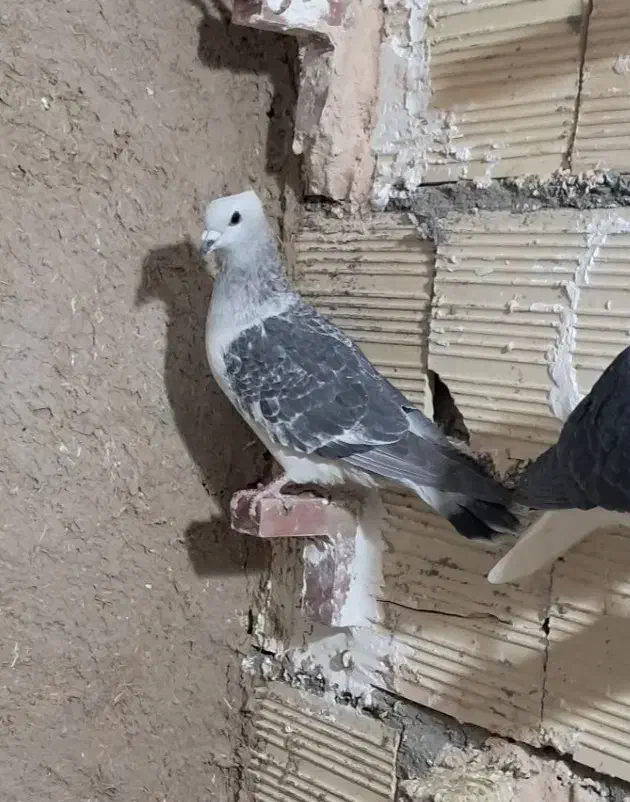 بدرنگ افغان کلایی|پرنده|کوهبنان, |دیوار