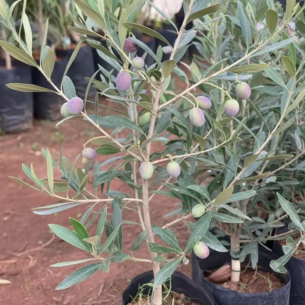 نهال زیتون برای باغات شما با تخفیف ویژه و هدیه|خدمات باغبانی و درختکاری|بابل, |دیوار