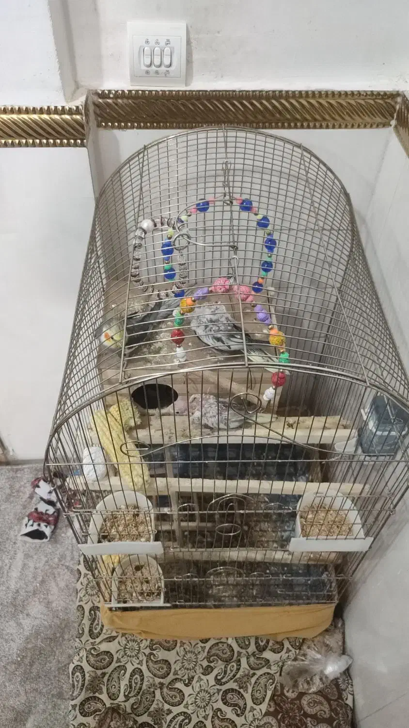 عرو هلندی|پرنده|جوانرود, |دیوار