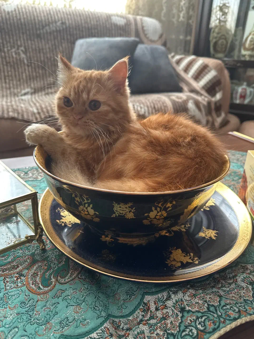 گربه پرشین ۵ ماهه|گربه|اردبیل, |دیوار