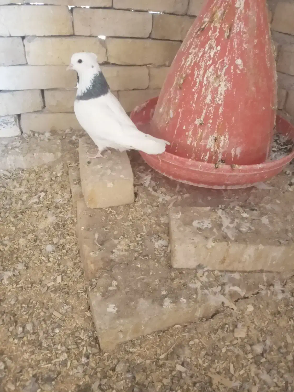 نر طوقی|پرنده|یزد, |دیوار