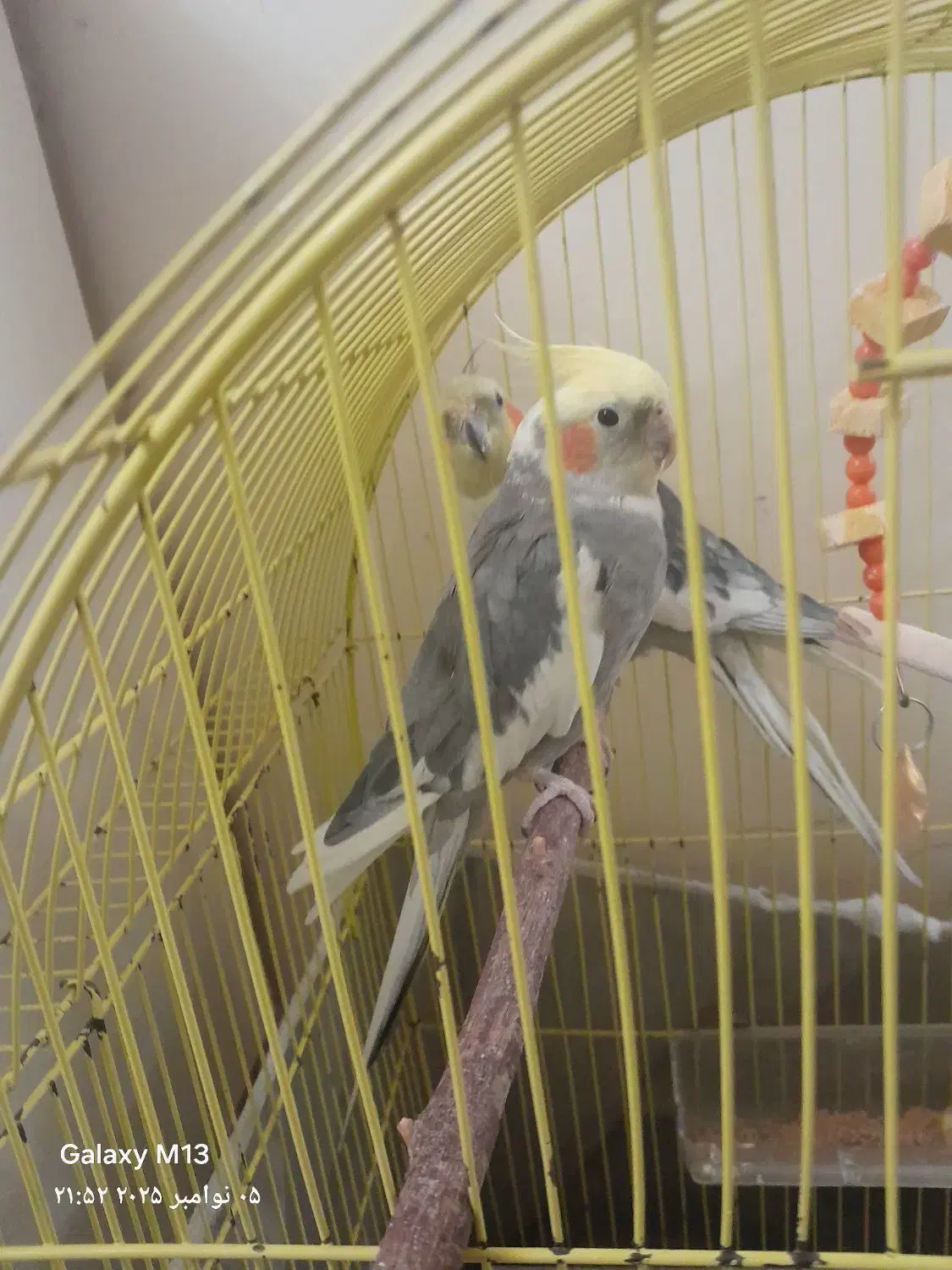 عروس هلندی|پرنده|تبریز, |دیوار