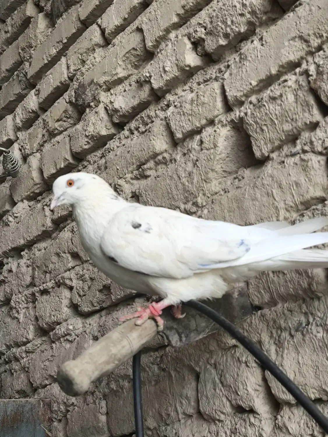 ماده چشم زرد عالی|پرنده|ایرانشهر, |دیوار