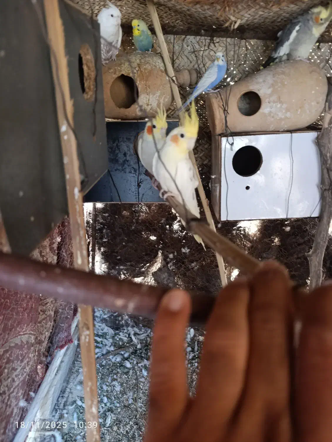 جفت عروس هلندی بالغ دوباره جوجه کشید|پرنده|ایرانشهر, |دیوار