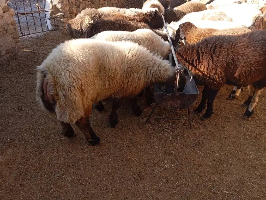 بره چاق|حیوانات مزرعه|کوه چنار, |دیوار