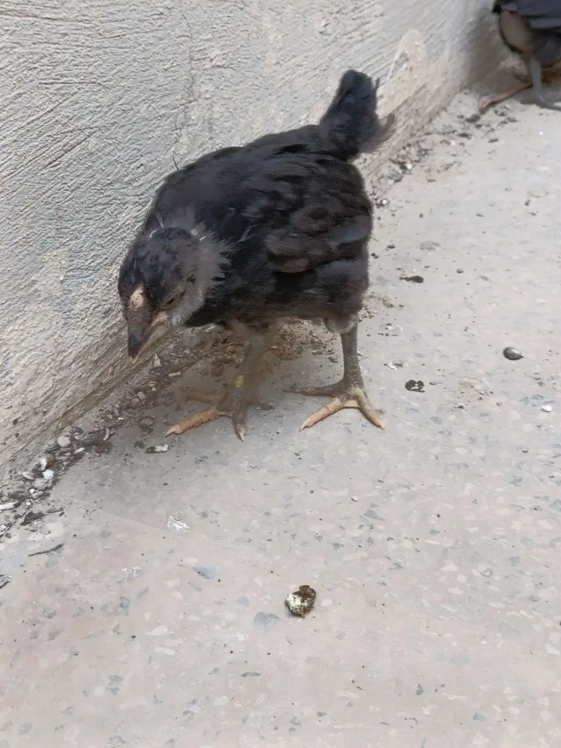 جوجه گلین|حیوانات مزرعه|خورموج, |دیوار