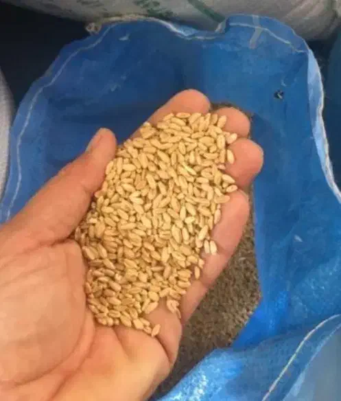 گندم|عمدهفروشی|موچش, |دیوار