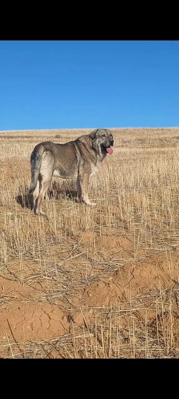 سگ پژدر4ساله|سگ|زنجان, |دیوار