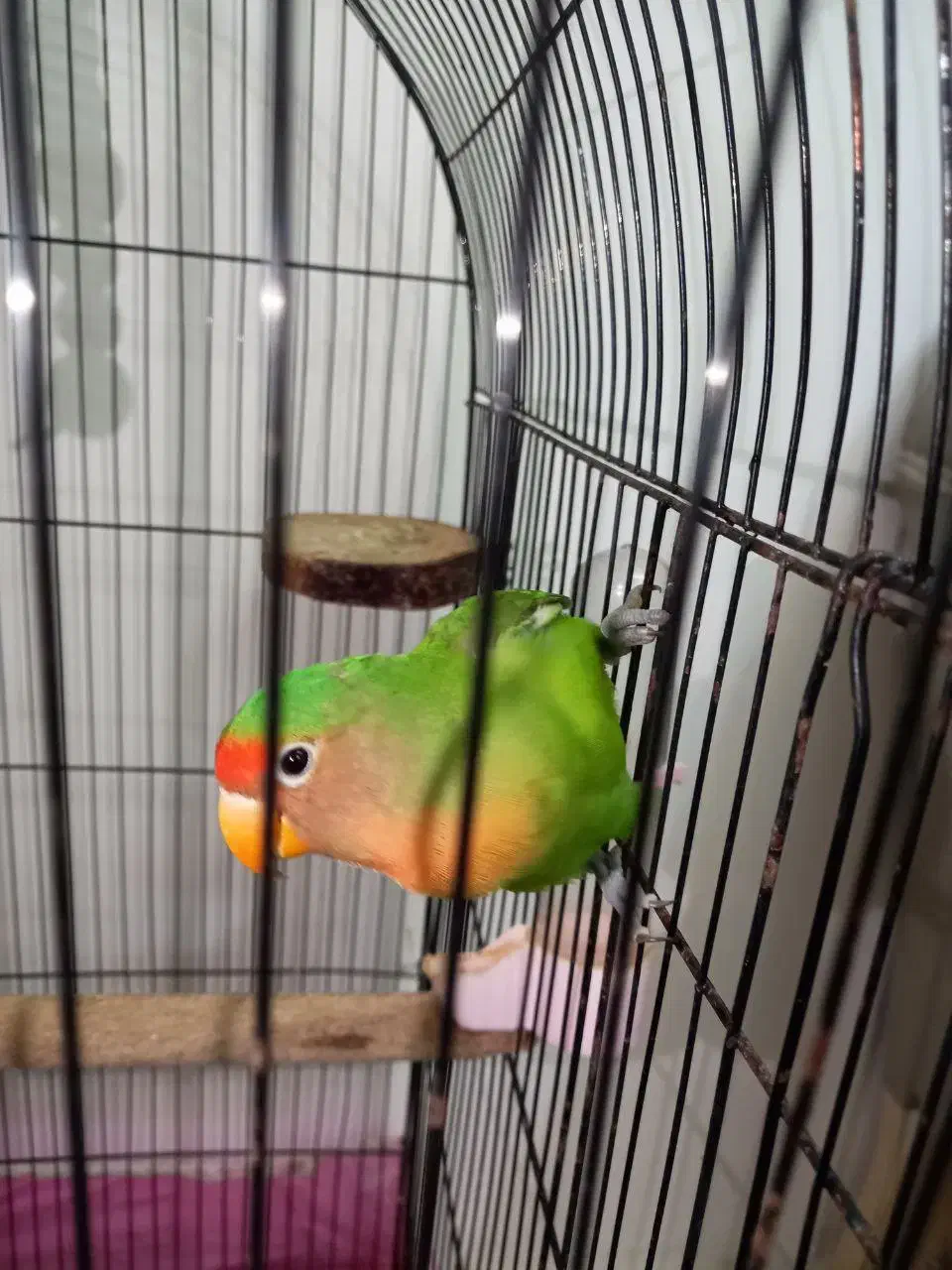 طوطی برزیلی کوتوله برزیلی|پرنده|صومعه‌سرا, |دیوار